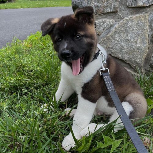 Available Akitas - Akitas and Doberman Puppies For sale