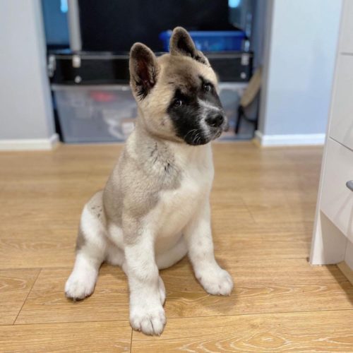 Akita Buldge Behind His Arm Can Two Male Akitas Live Together?