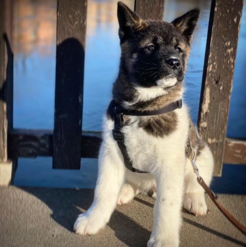 Available Akitas - Akitas and Doberman Puppies For sale